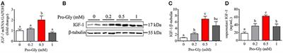 The Dipeptide Pro-Gly Promotes IGF-1 Expression and Secretion in HepG2 and Female Mice via PepT1-JAK2/STAT5 Pathway